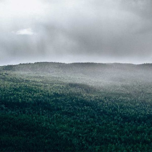 Woodlands, Wideshot, Mist
